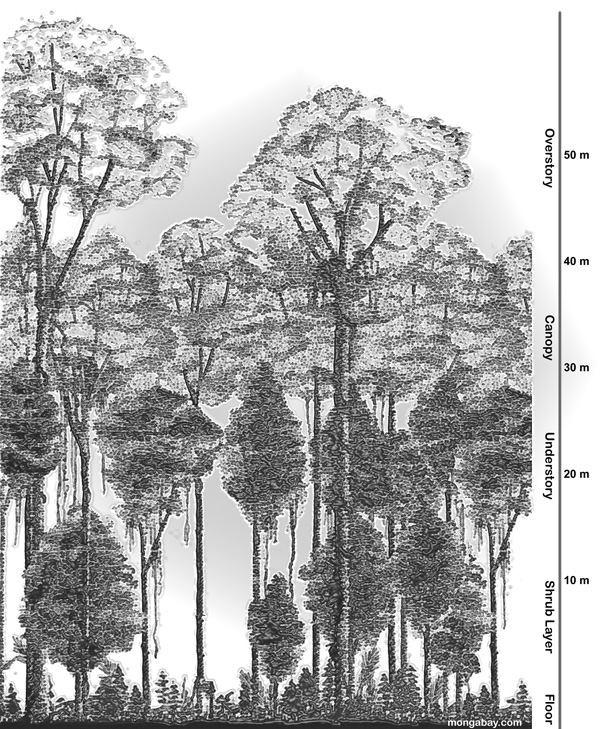 600x729 Rainforests Facts, Figures, News, And Pictures - Forest Sketch Easy
