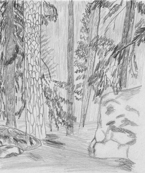 Forest Sketch Images at PaintingValley.com | Explore collection of ...