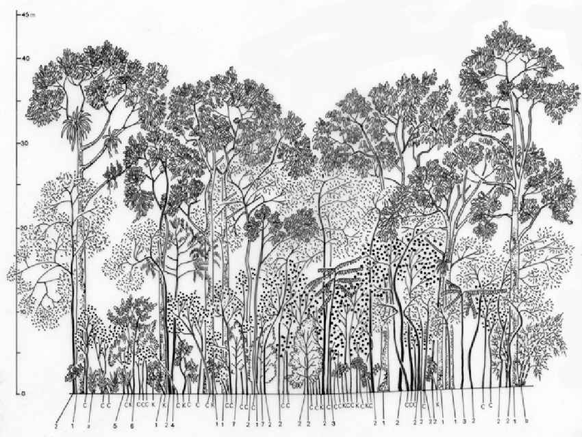 850x639 A Sketch Profile Drawn From A Fruit Forest In West Sumatra - Forest Sketch Images