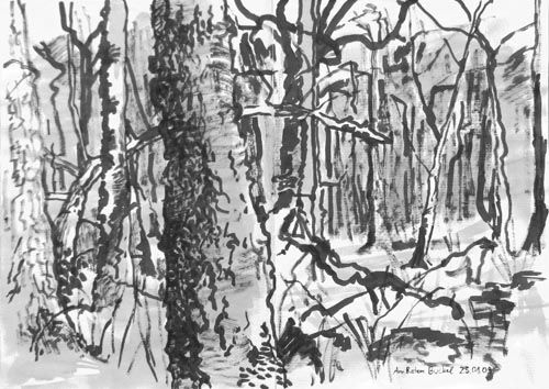 500x354 Google Image Result For Httpedition Handdruck.defilesgimgs - Forest Sketch Images