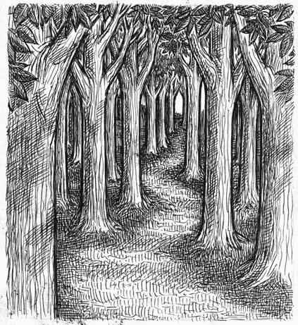 423x461 Forest - Forest Sketch Images