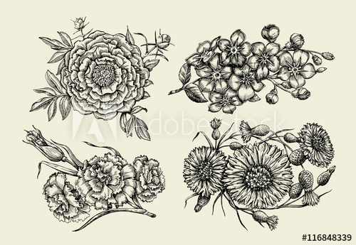 500x345 Flowers. Hand Drawn Sketch Flower, Peony, Cornflower, Knapweed - Forget Me Not Flower Sketch