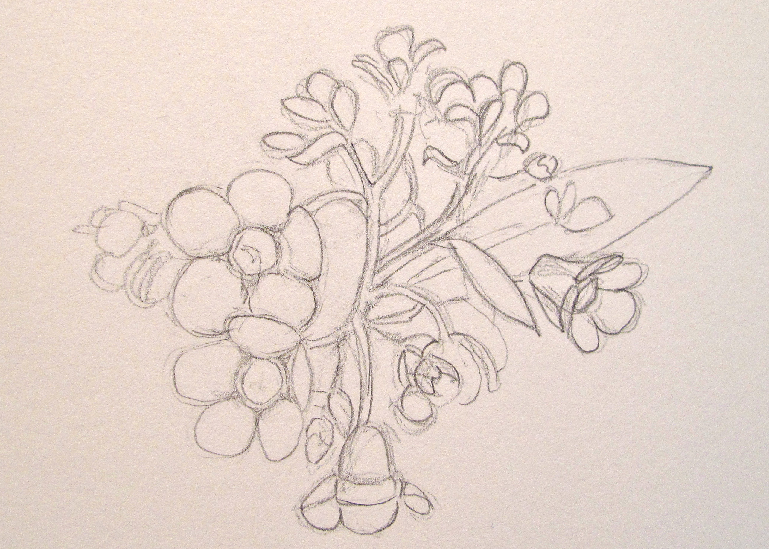 2571x1836 Forget Me Not Nova Arts Group - Forget Me Not Flower Sketch