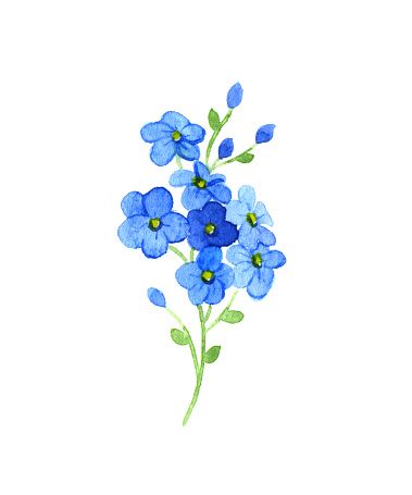 379x455 Forget Me Not Clip Art, Vector Images Amp Illustrations - Forget Me Not Flower Sketch