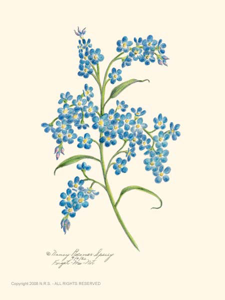 450x600 Forget Me Not Drawing - Forget Me Not Flower Sketch