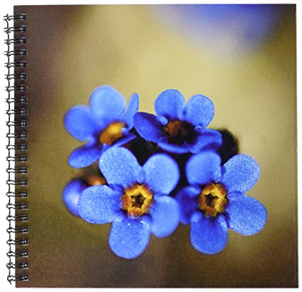 425x411 3drose Db 87329 1 Alaska, Arctic Nwr, Alpine Forget Me - Forget Me Not Flower Sketch