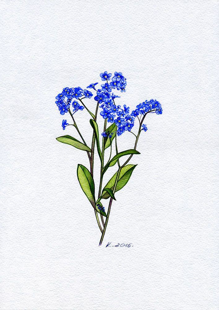 707x1000 Forget Me Not, Plants, Flowers, Watercolor Original Painting Art - Forget Me Not Flower Sketch