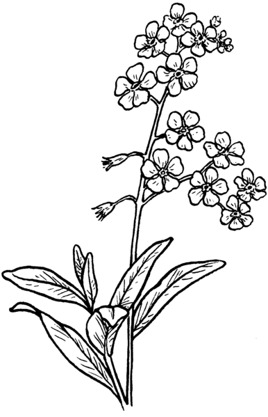 386x599 Image Result For Forget Me Not Drawing Tatuajes - Forget Me Not Flower Sketch