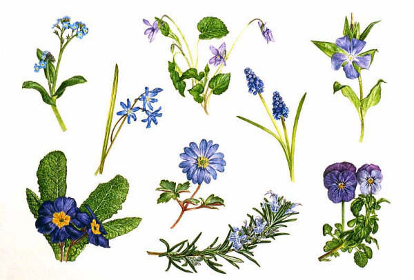 600x406 Mic Uk An Overview Of The Work Of Christina Brodie - Forget Me Not Flower Sketch