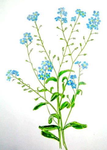 350x492 Rezultat Poshuku Zobrazhen Za Zapitom Forget Me Not Flower - Forget Me Not Flower Sketch