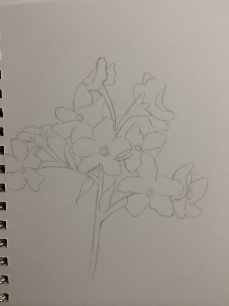 774x1032 Chinese Forget Me Not Flower (Sketch) By Videogamelover15 On - Forget Me Not Flower Sketch