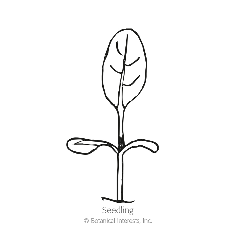 800x800 Spring And Summer Forget Me Not Seeds , View All Flowers - Forget Me Not Flower Sketch