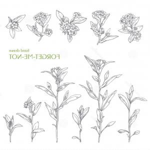 300x300 Stock Illustration Hand Drawn Flower Forget Me Not Herbs Vector - Forget Me Not Flower Sketch