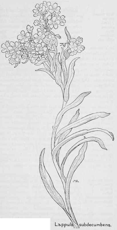 409x800 White Forget Me Not. Lappula Subdecumbens. White. Spring, Summer - Forget Me Not Flower Sketch