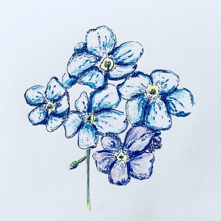 900x900 Sunshineinspiredflorals - Forget Me Not Flower Sketch
