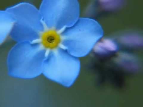 480x360 Forget Me Not - Forget Me Not Flower Sketch