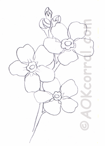 360x499 Forget Me Not Flower Pattern Tattoos Tattoos - Forget Me Not Sketch