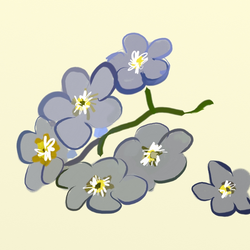 800x800 Forget Me Not Thousand Sketches - Forget Me Not Sketch