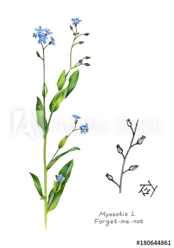 351x500 Forget Me Not. Scientific Name Myosotis. Garden Plant. Hand Drawn - Forget Me Not Sketch