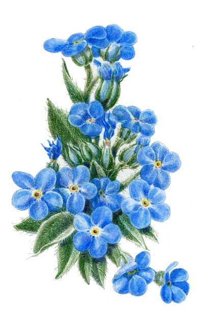 396x640 Kartinki Po Zaprosu Forget Me Not Sketch Art - Forget Me Not Sketch