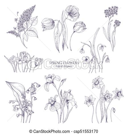 450x470 Set Of Gorgeous Botanical Drawings Of Spring Flowers - Forget Me Not Sketch