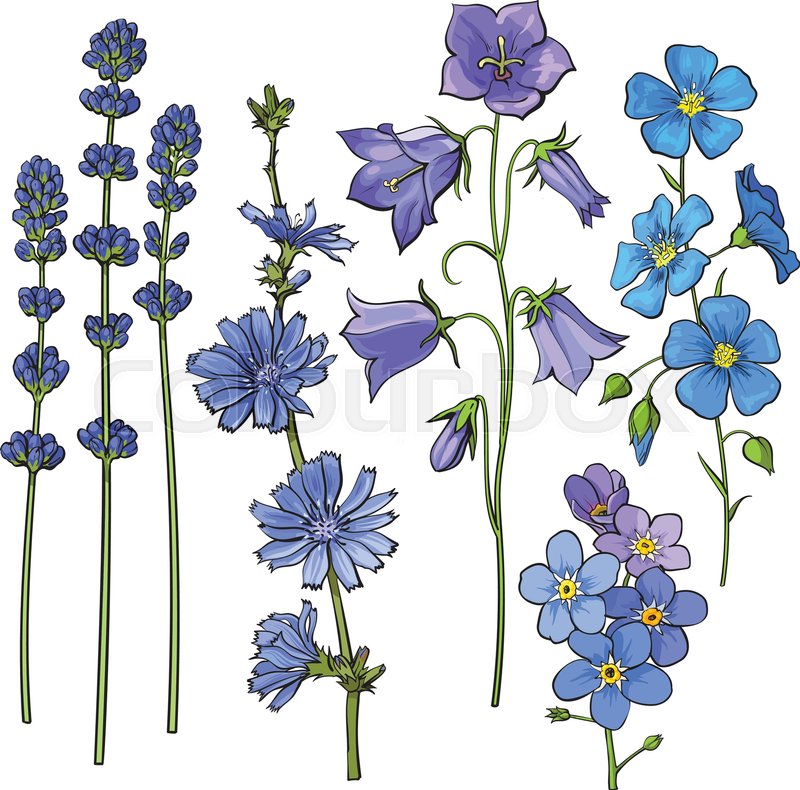 800x790 Set Of Hand Drawn Blue Flowers - Forget Me Not Sketch