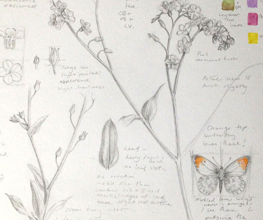 528x441 Dianne Sutherland The Sketchbook, Graveyard Studies, Day 21 30 - Forget Me Not Sketch