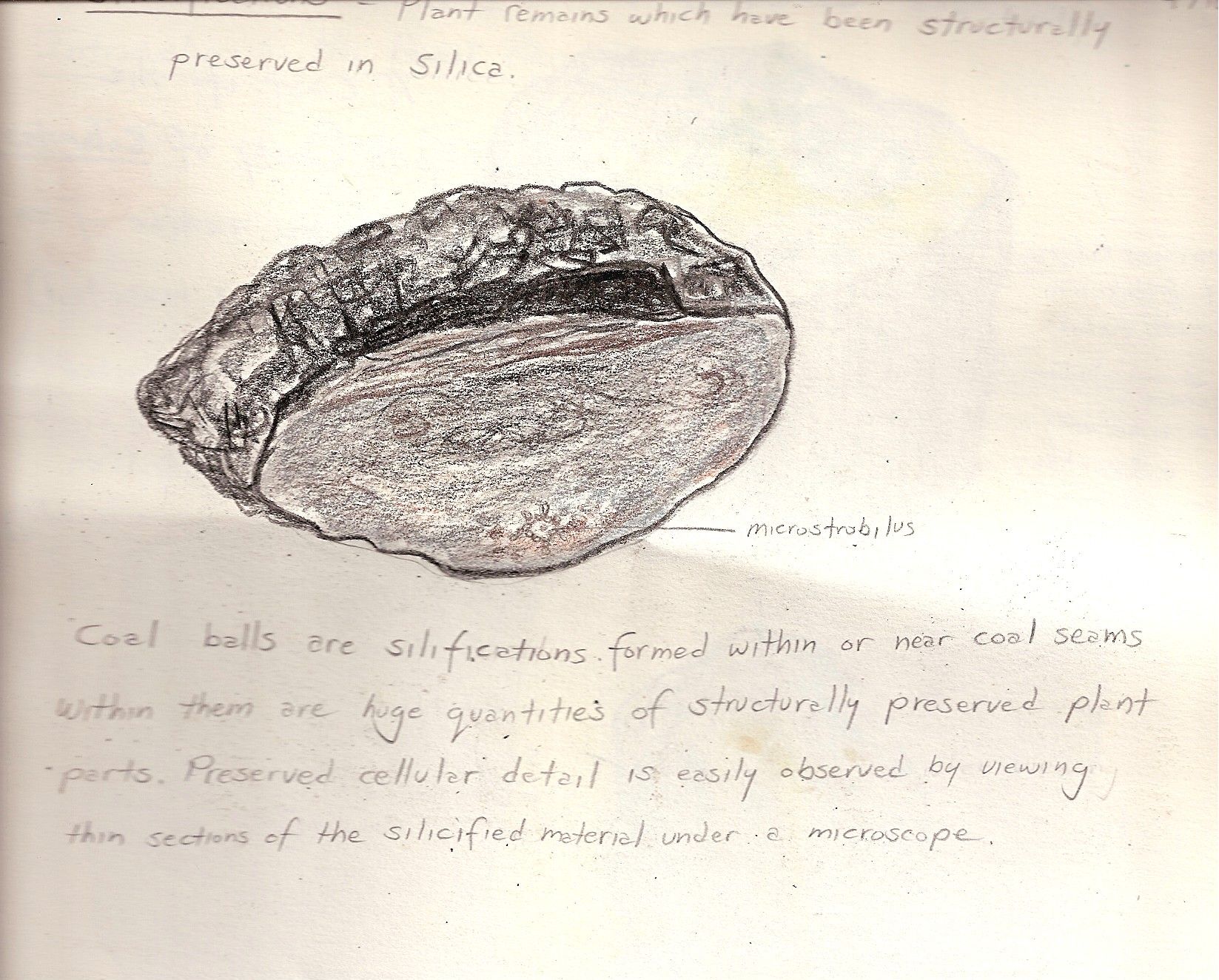 1647x1324 Fossil Plant Remains Structurally Preserved In Silica. Sketch By - Fossil Sketch