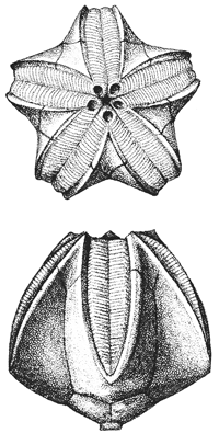 200x395 Illinois State Geological Survey Guide For Beginning Fossil - Fossil Sketch