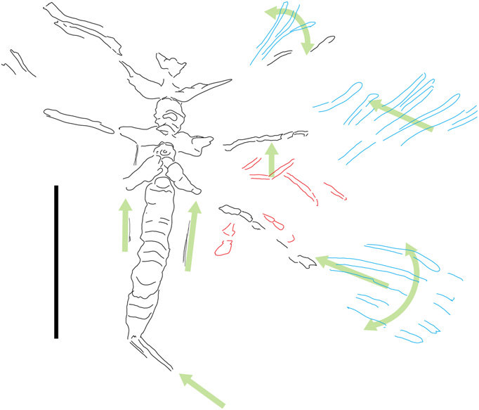 682x583 Sketch Of Trace Fossil Indicating Directions Of Movement Of The - Fossil Sketch