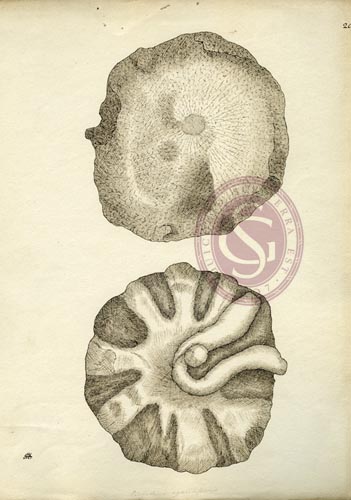 351x500 The Geological Society - Fossil Sketch