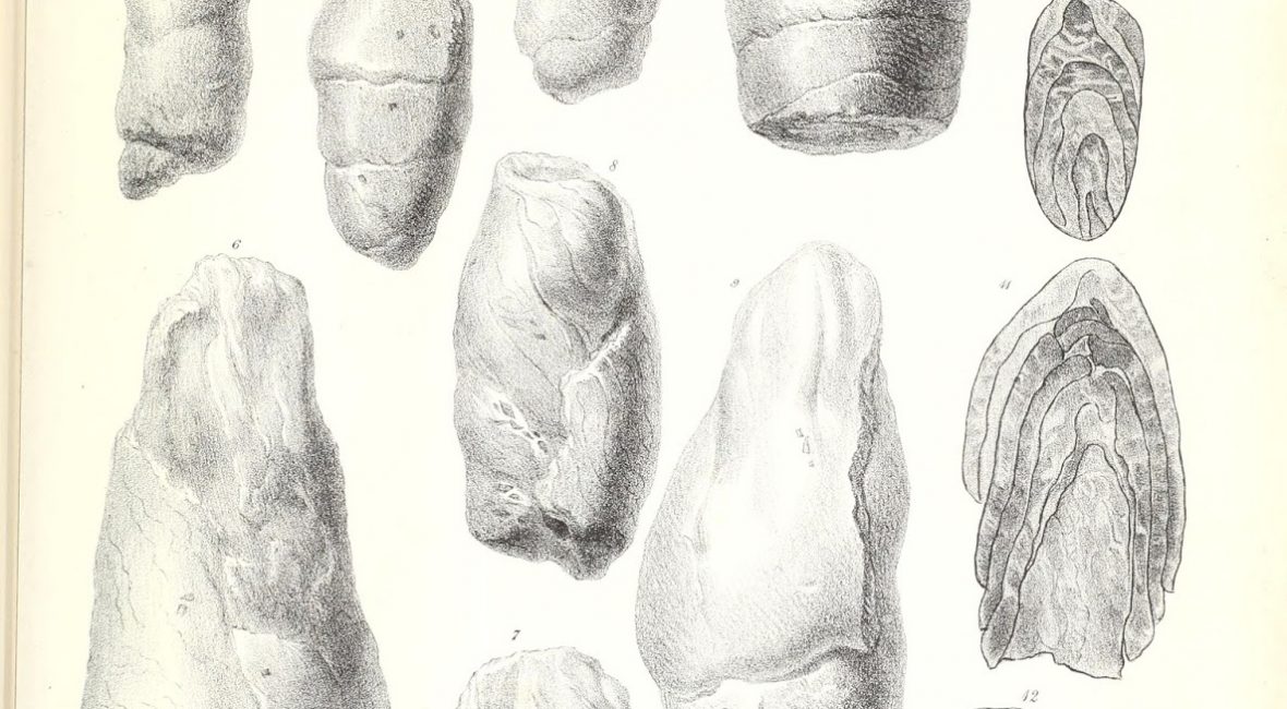 1180x650 Uncovering The Truth About Fossil Feces Buckland, Anning, And - Fossil Sketch