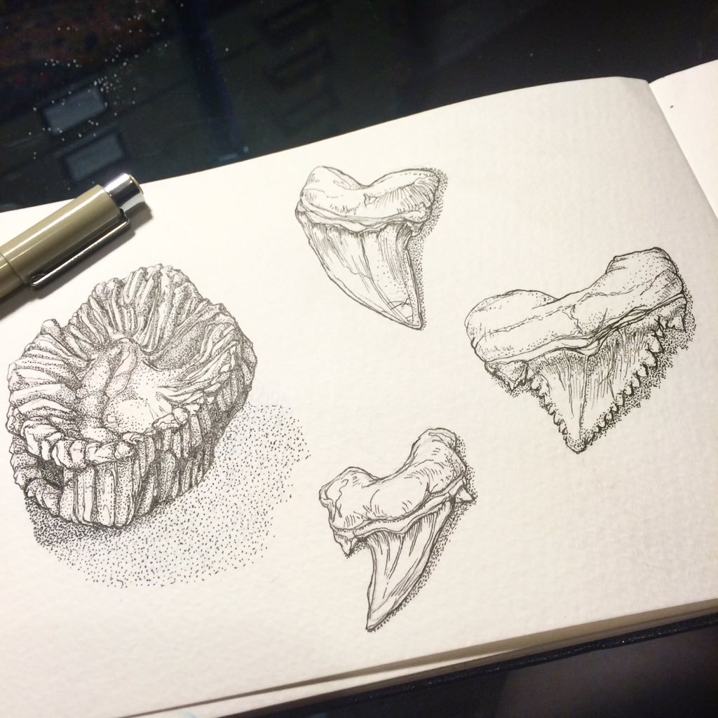 Fossil Sketch at Explore collection of Fossil Sketch