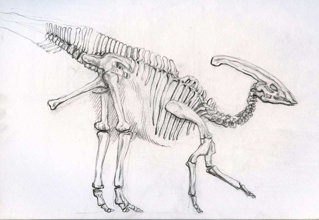 Fossil Sketch at Explore collection of Fossil Sketch