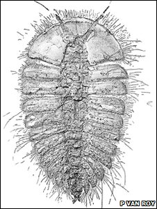 226x300 Bbc News - Fossil Sketch