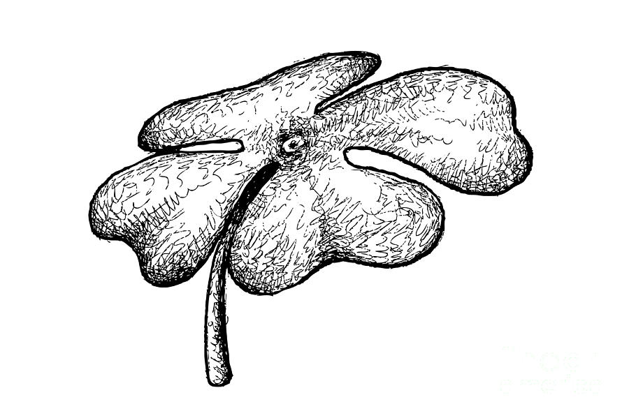 900x599 And Drawn Of Four Leaf Clovers On White Background Drawing By Iam Nee - Four Leaf Clover Sketch