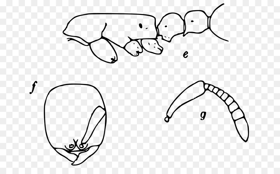 900x560 Line Art Ear Sketch - Four Wheeler Sketch