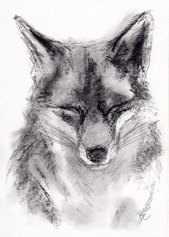 570x800 Drawn Artwork Charcoal - Fox Animal Sketch