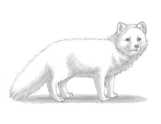 550x425 Home - Fox Animal Sketch