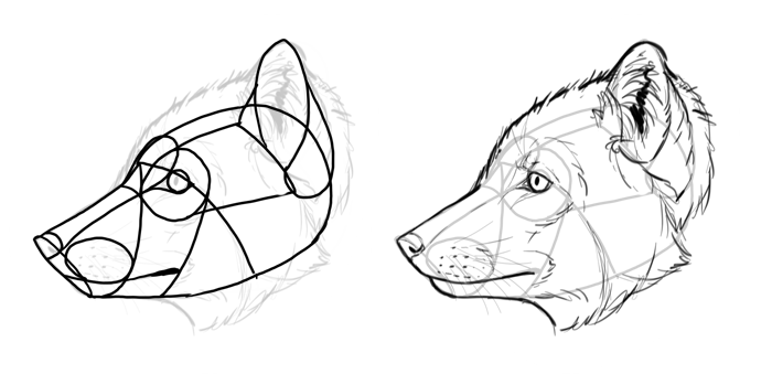 700x339 How To Draw A Fox Step By Step - Fox Animal Sketch