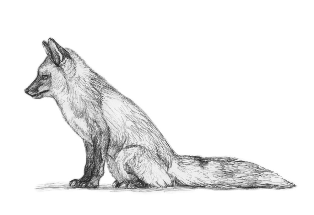 1000x685 Todd The Red Fox Sketch Silvercrossfox - Fox Animal Sketch