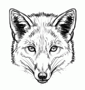 286x302 How To Draw Foxes Art, Illustration, And Inspiration - Fox Animal Sketch