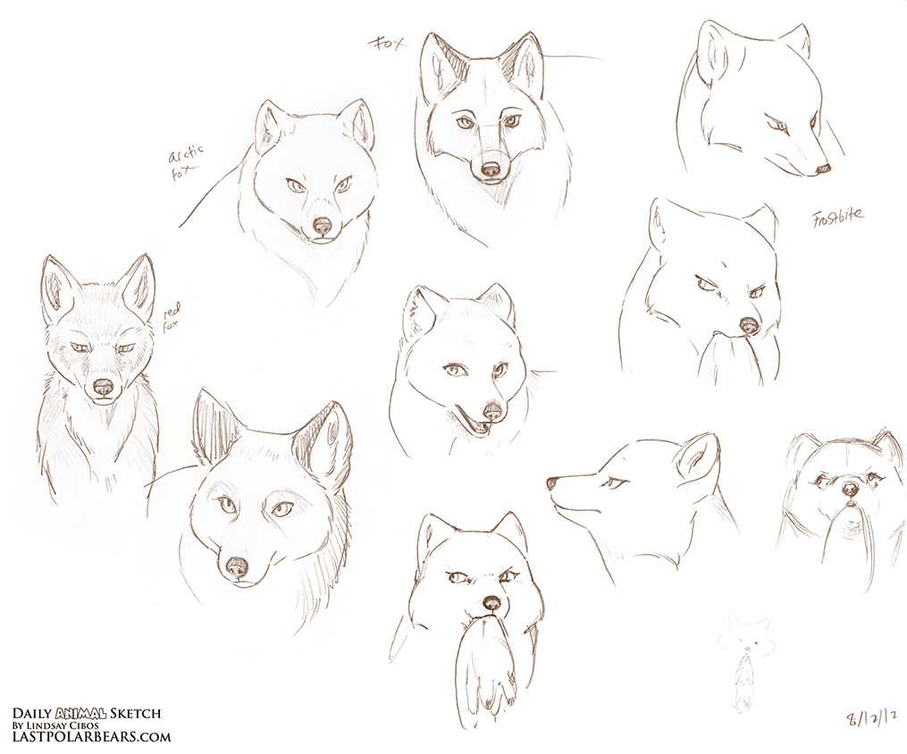 1015x844 Daily Animal Sketch Foxes And Frostbite Last Of The Polar Bears - Fox Animal Sketch
