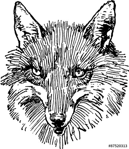 433x500 Fox Head Vintage Drawing Stock Photo And Royalty Free Images On - Fox Head Sketch