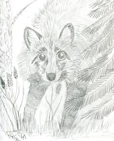 Fox Pencil Sketch