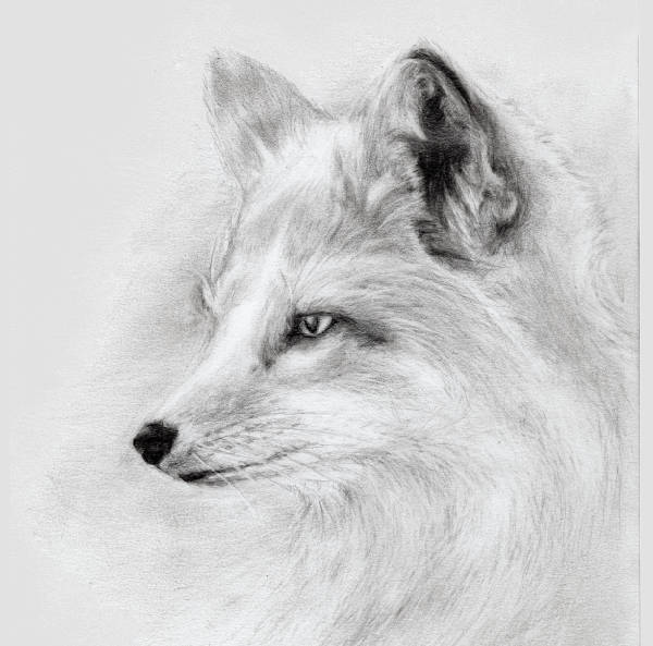 600x593 Fox Drawing, Pencil, Sketch, Colorful, Realistic Art Images - Fox Pencil Sketch