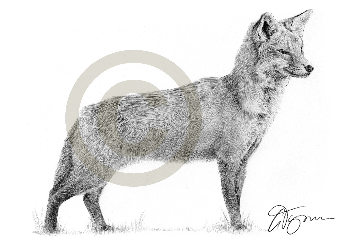 1414x1000 Fox Pencil Drawing Red Fox Pencil Drawing Print A Size Artwork - Fox Pencil Sketch