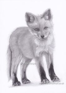 212x300 Original Pencil Drawing Of Baby Red Fox - Fox Pencil Sketch