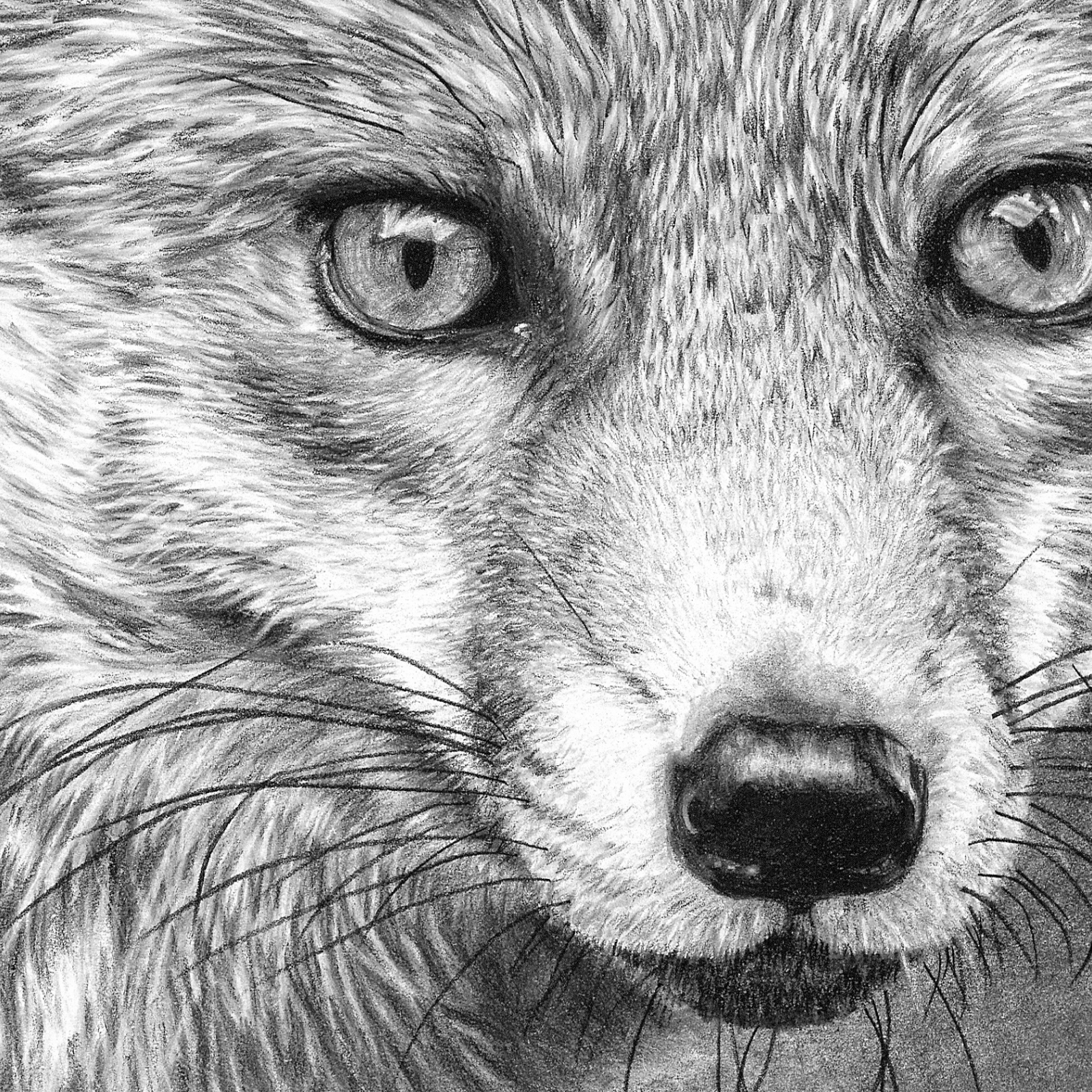 Realistic Fox Head Drawing