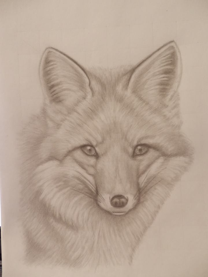 720x960 Pencil Drawing Of A Fox (X Post From Ridap) Foxes - Fox Pencil Sketch